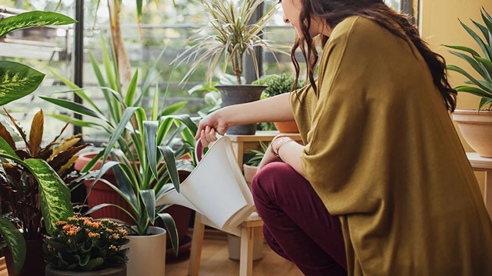 Cuándo fertilizar plantas de interior: señales, errores y calendario simple