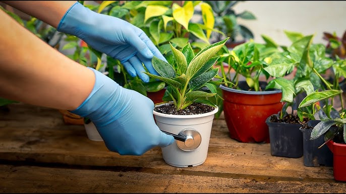 ¡Tus plantas piden ayuda y nosotros te escuchamos!