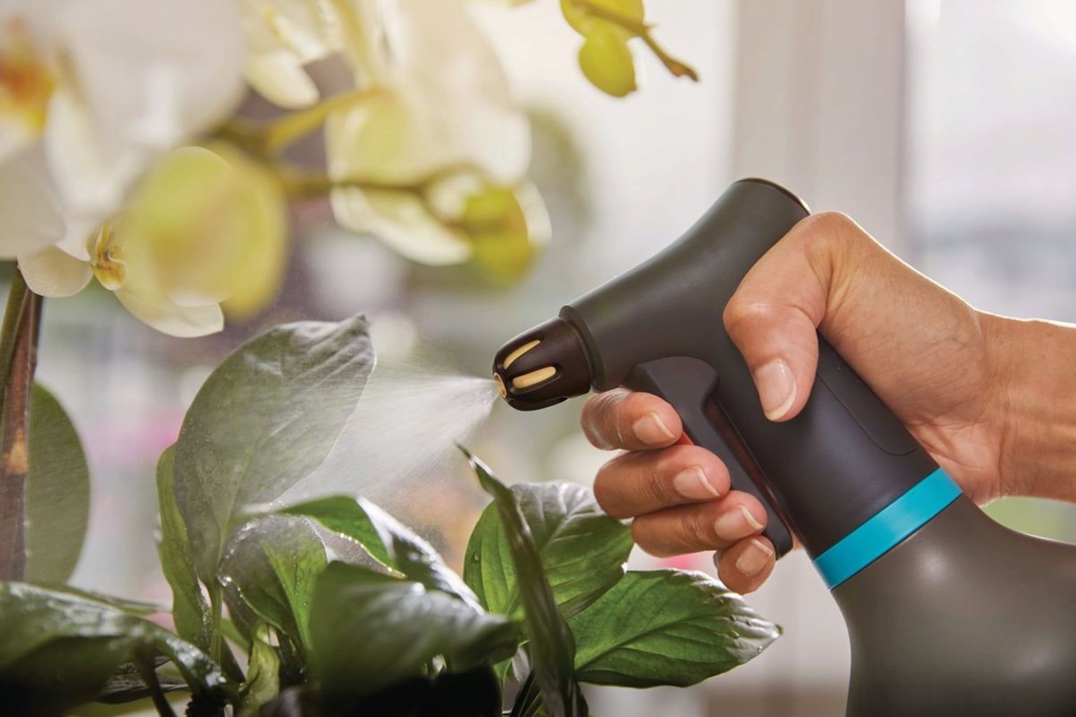 Plantas de interior cuidadas para resistir las plagas del verano