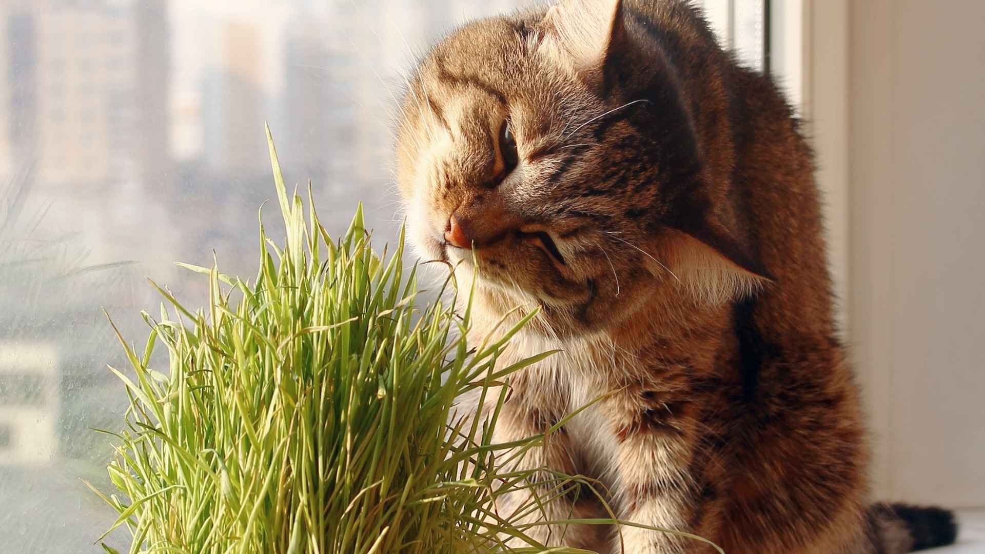 Hierba gatera (catnip) en casa: guía de cultivo y beneficios para tu gato