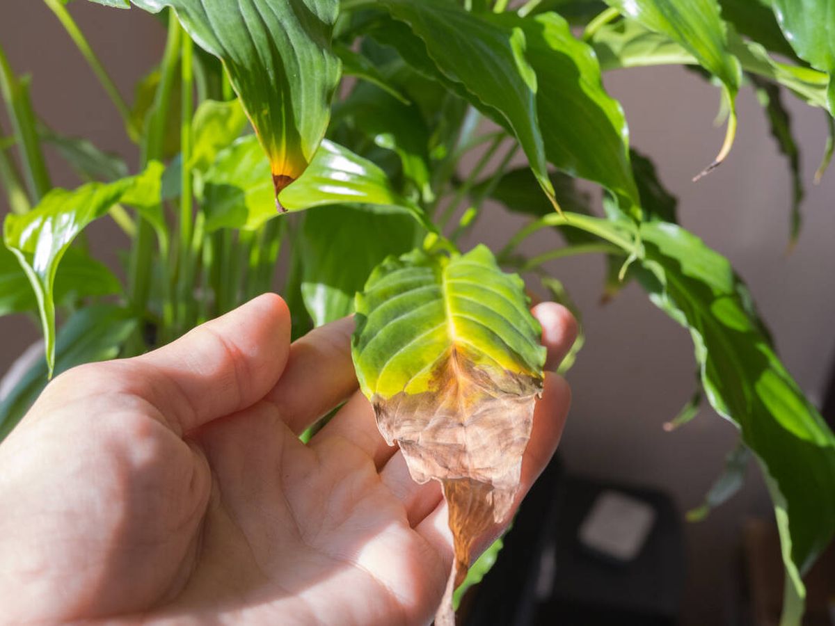 Tu planta tiene las "hojas tristes"? Gua de Reactivacin: Luz, Sustr   Vitali+