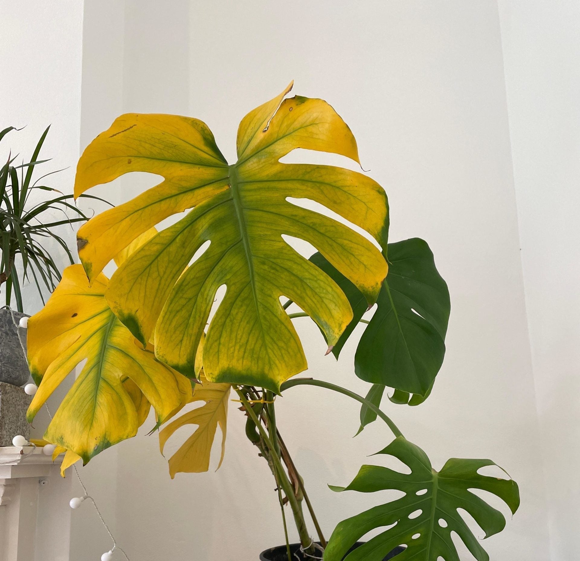 philodendron pastazanum variegata Philodendron Pastazanum