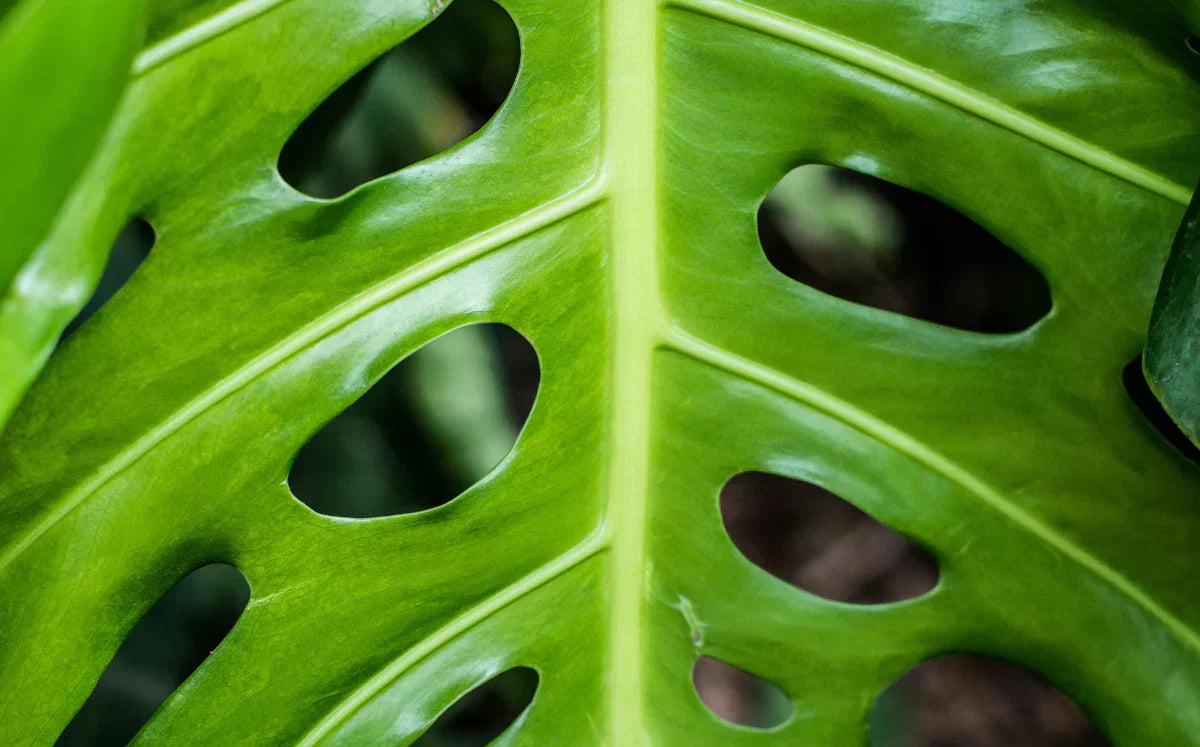 La Revolución Biológica: Por qué el Nitrógeno Sintético es cosa del pasado y cómo las Bacterias aceleran tu Jungla