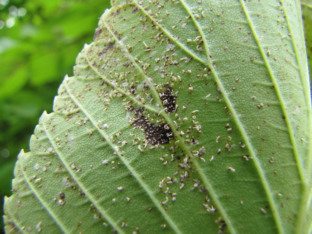 Hoja de planta de interior con daño visible de plagas