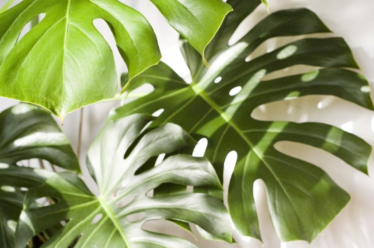 philodendron with fuzzy stem Fuzzy Stem Philadendron Medium Mudball – GracieJamesCo main image 1