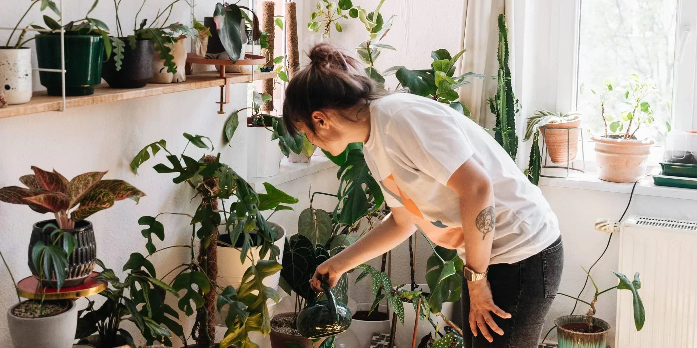 Planta de interior sana con sus cuidados básicos de luz, riego y sustrato