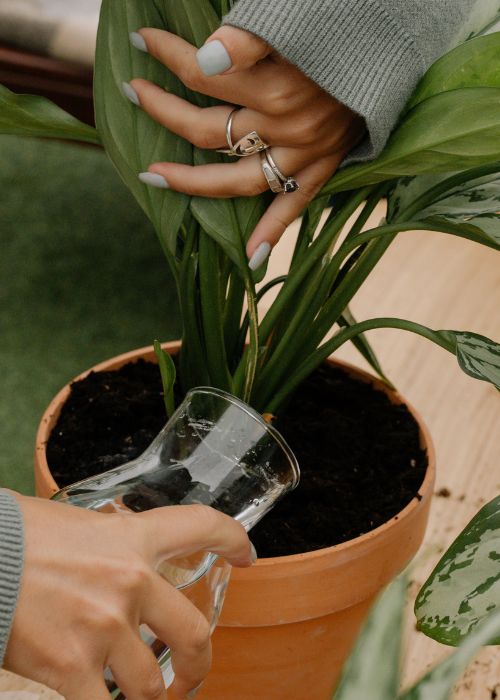 Planta de interior con hojas amarillas y blandas por exceso de riego