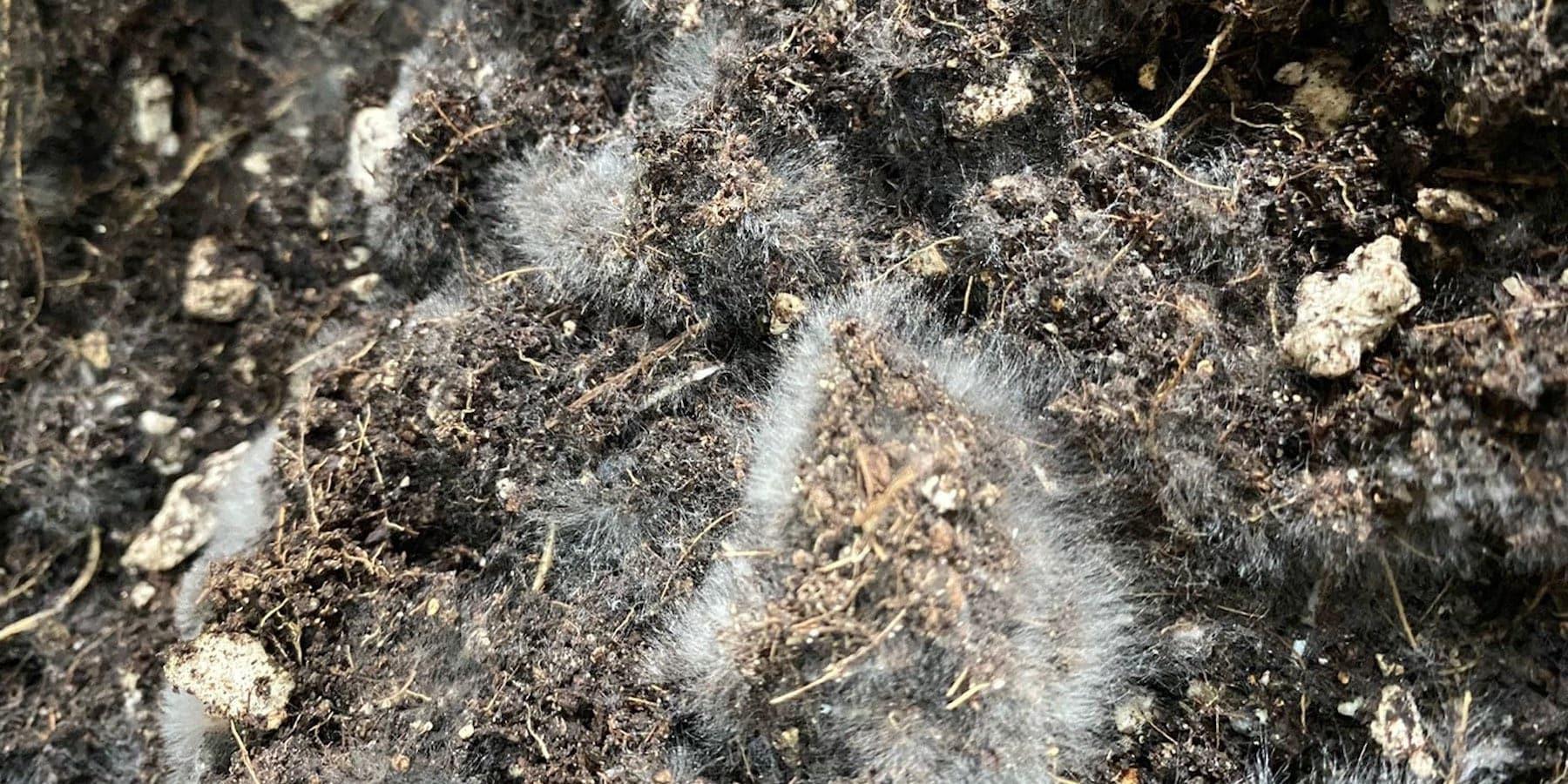 La Verdad Oculta: Por qué tu fertilizante de supermercado está "matando" lentamente a tus plantas (y por qué Vitali+ es diferente)