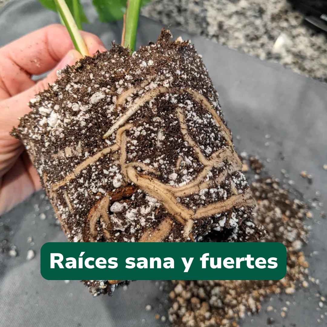 Pack Verano