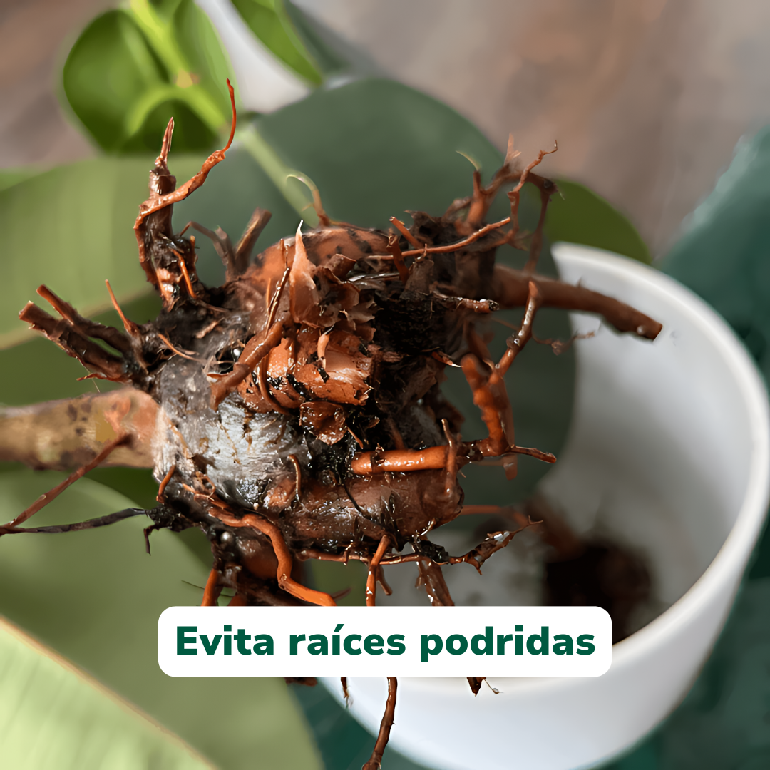TricoBac+ de Vitali+ — Características y modo de uso