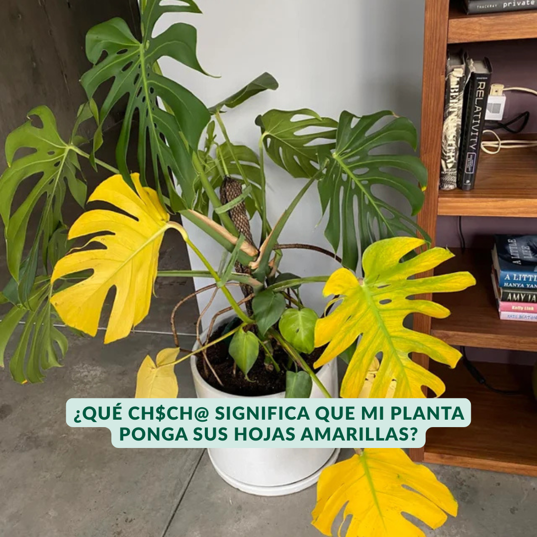 Taller: Manual de Supervivencia