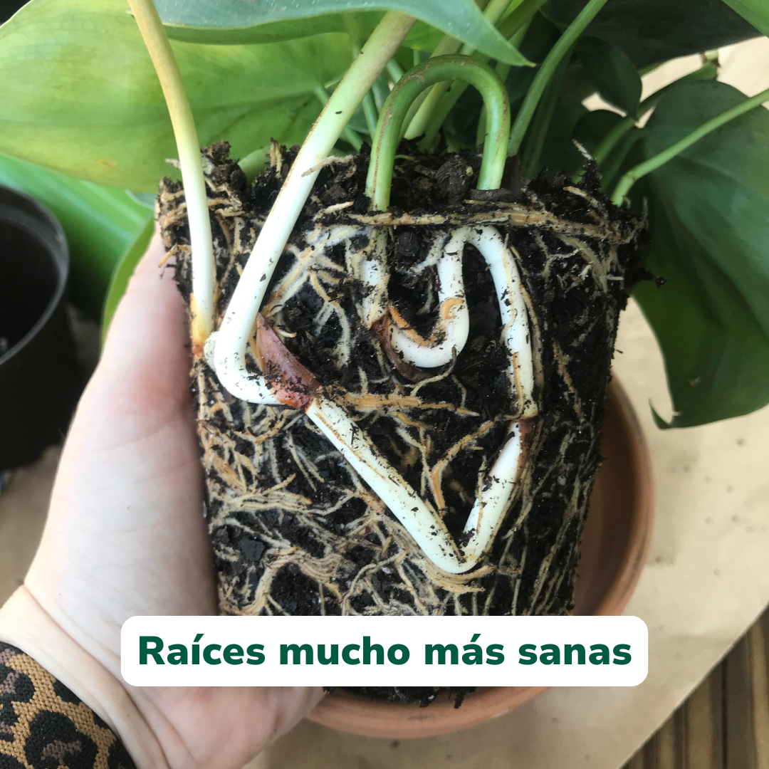 TricoBac+ de Vitali+ — Formato y presentación