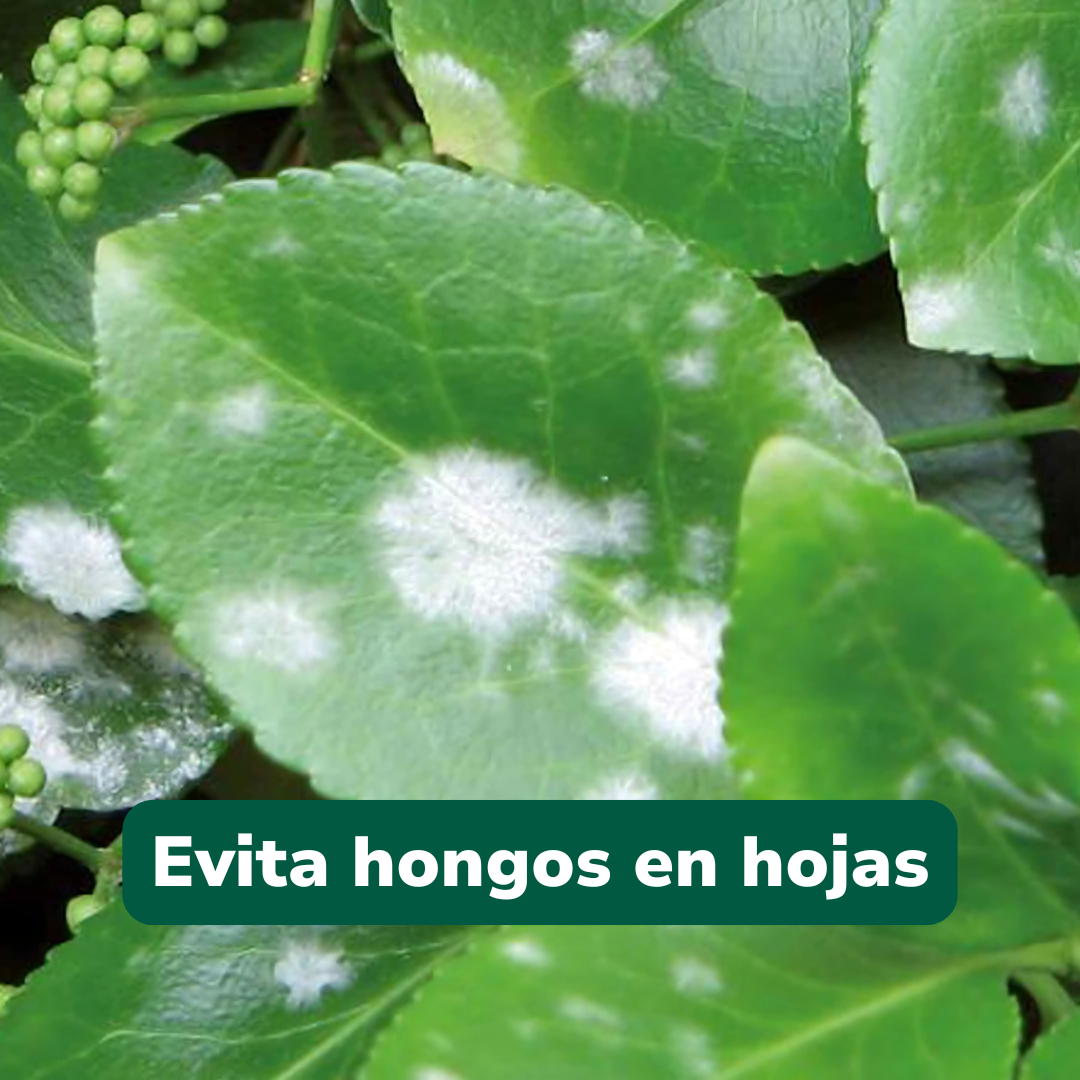Kit Protección