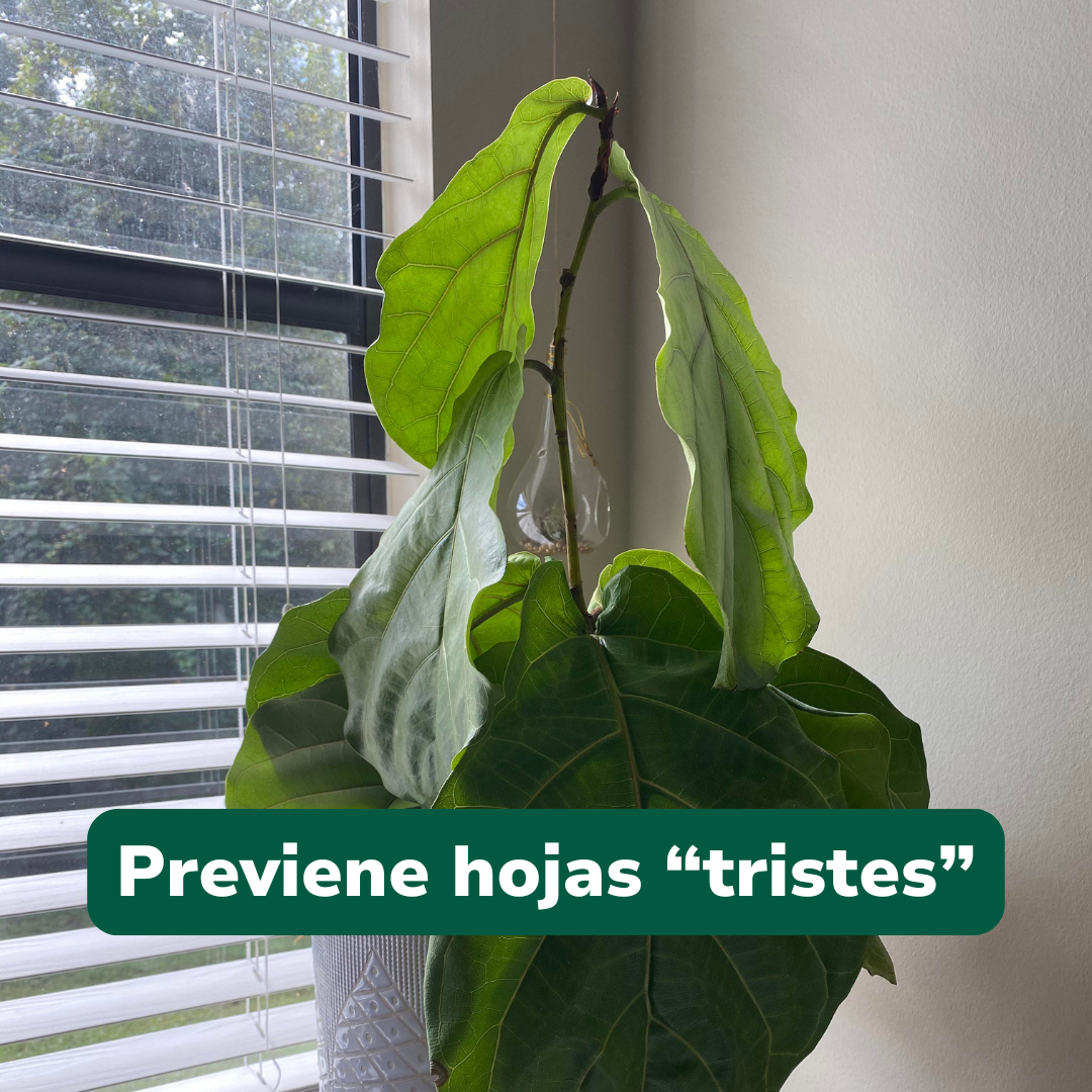 Pack Anti-Frío