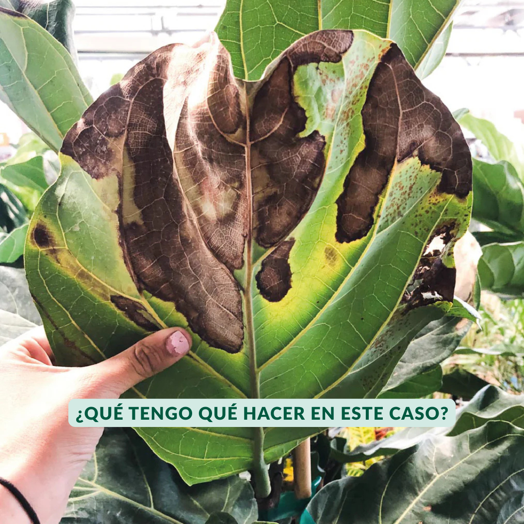 Taller: Manual de Supervivencia