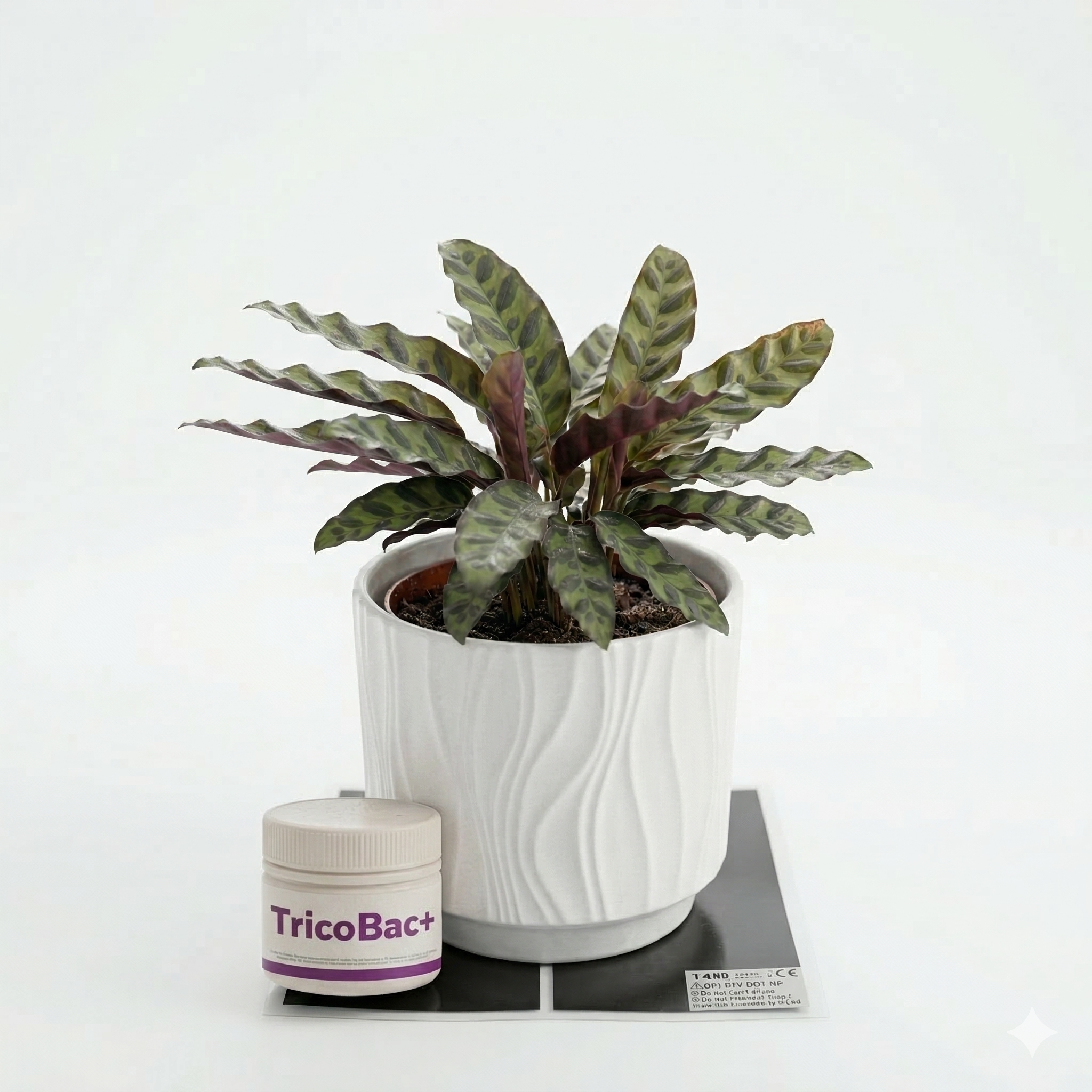 Set manta calefactora