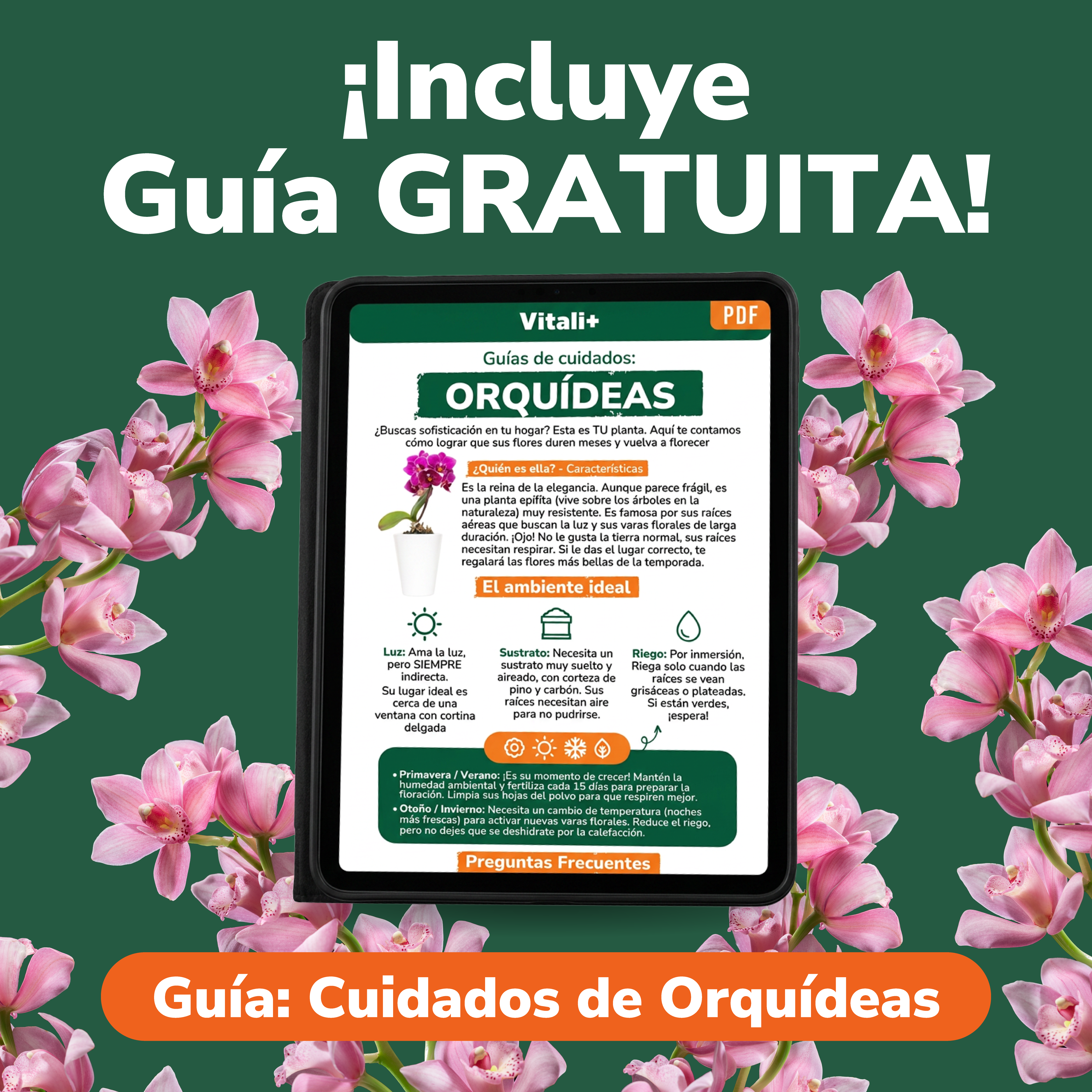 Pack Orquídeas