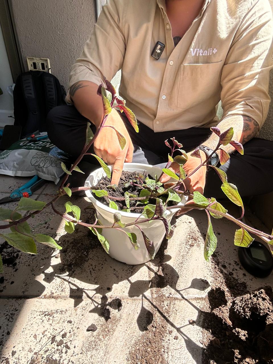 Clínica de Plantas a Domicilio - Ayuda experta en Santiago