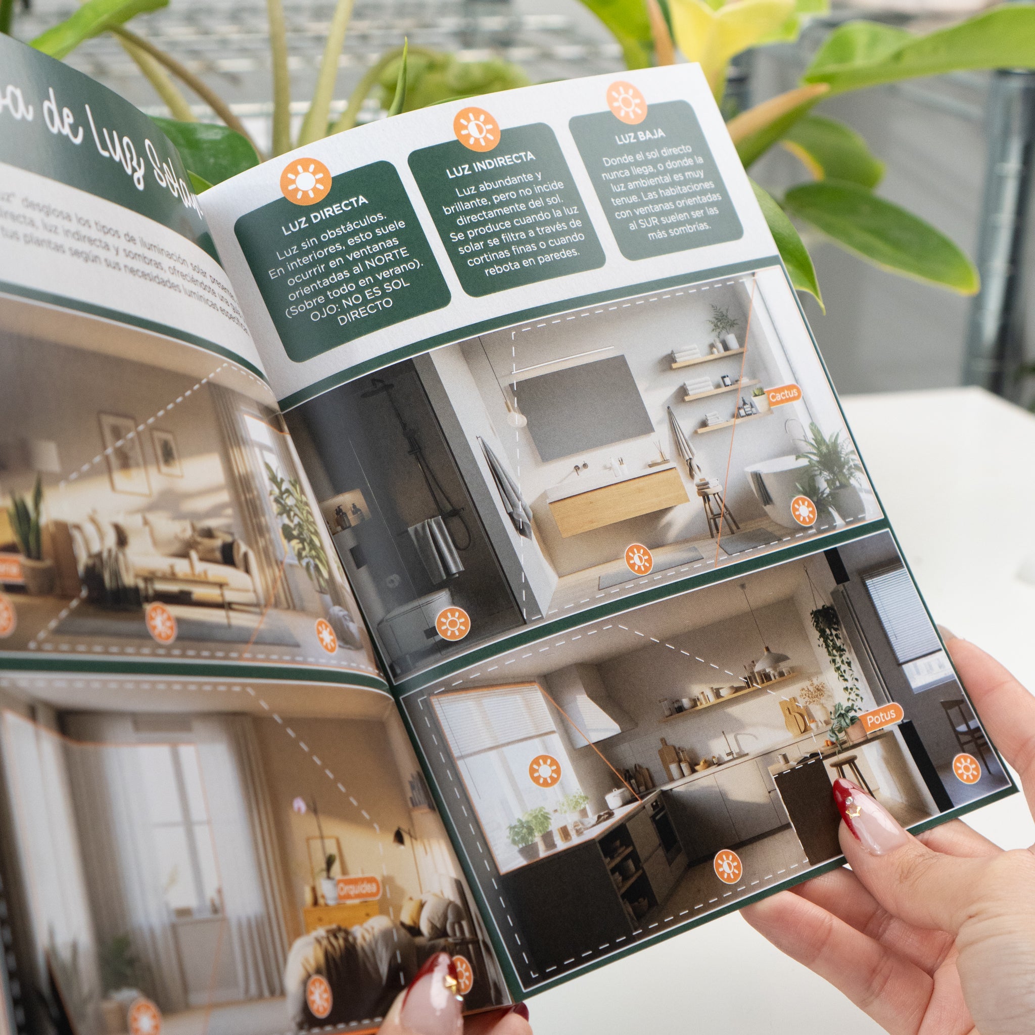 Mi primera planta - Guía exclusiva