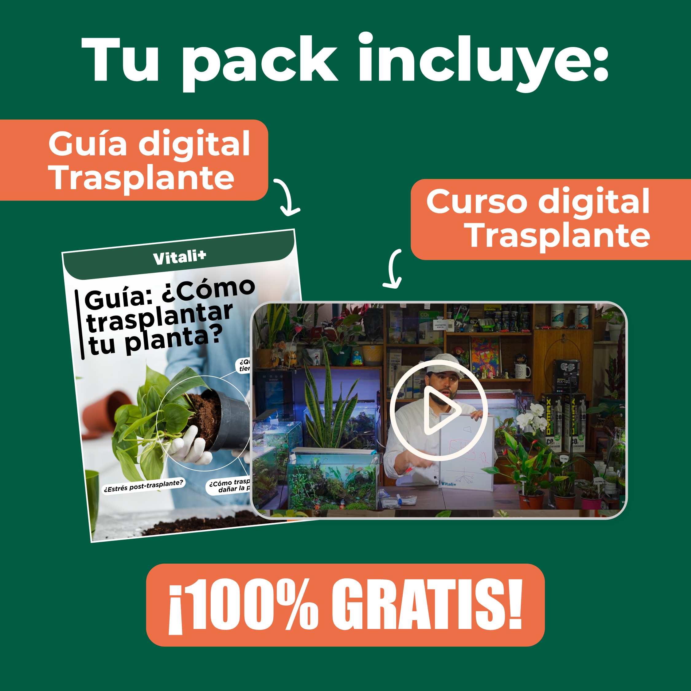 Pack Trasplante