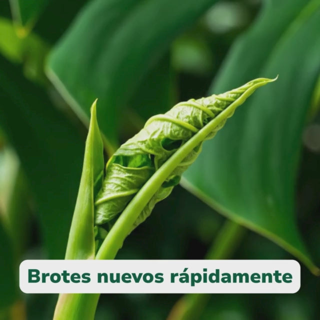 Pack Primavera