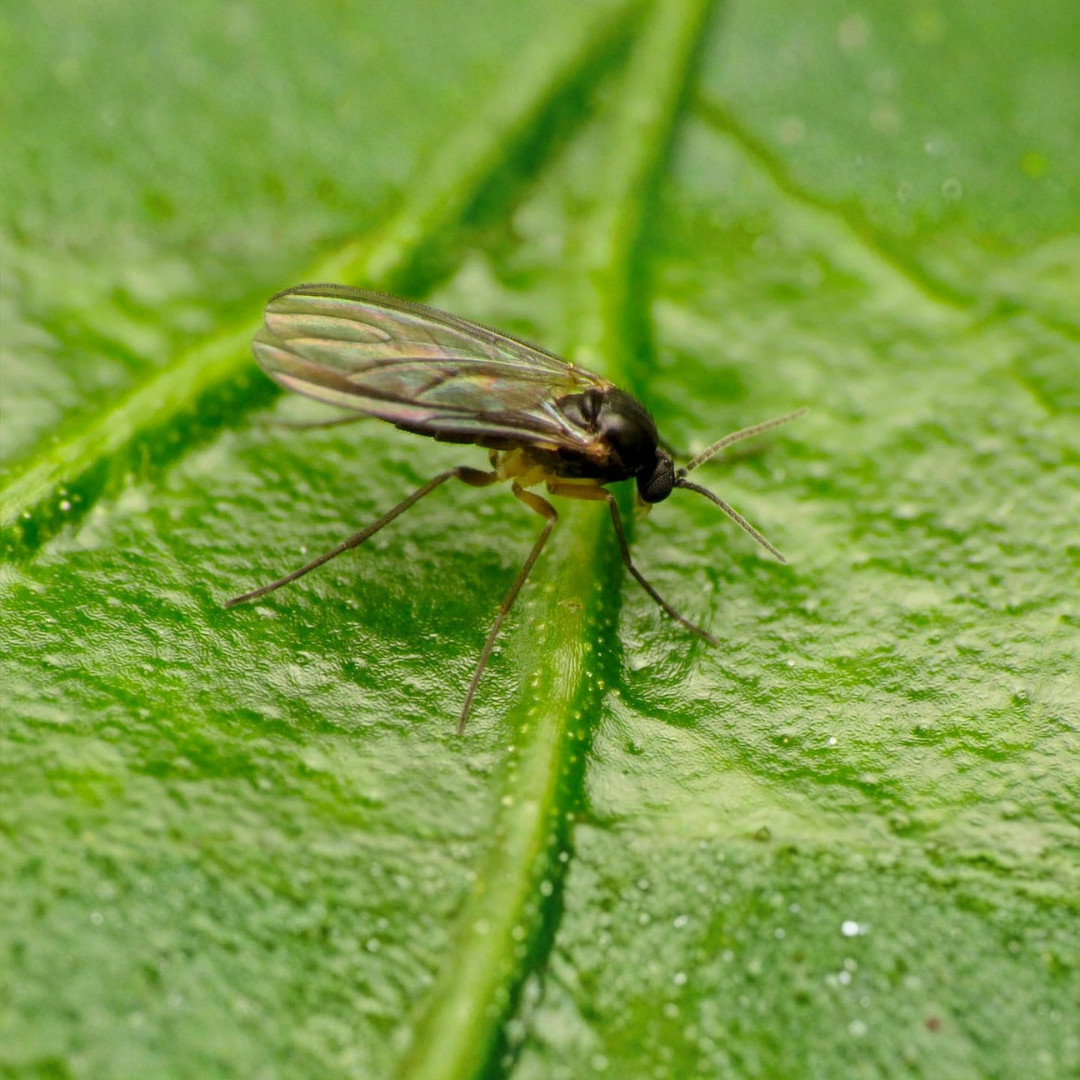 Cómo eliminar la mosca del sustrato: La guía definitiva