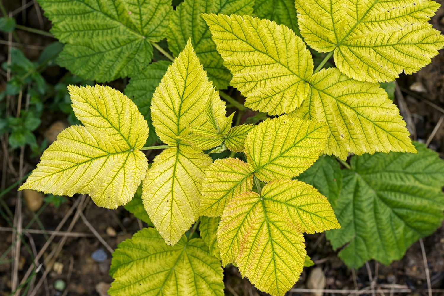 ¿Qué hacer si tu planta tiene una carencia?