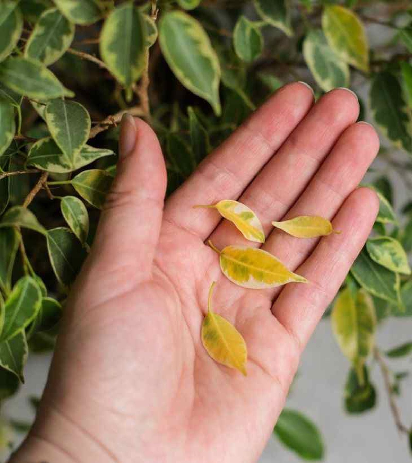 Esta puede ser la razón de las hojas amarillas