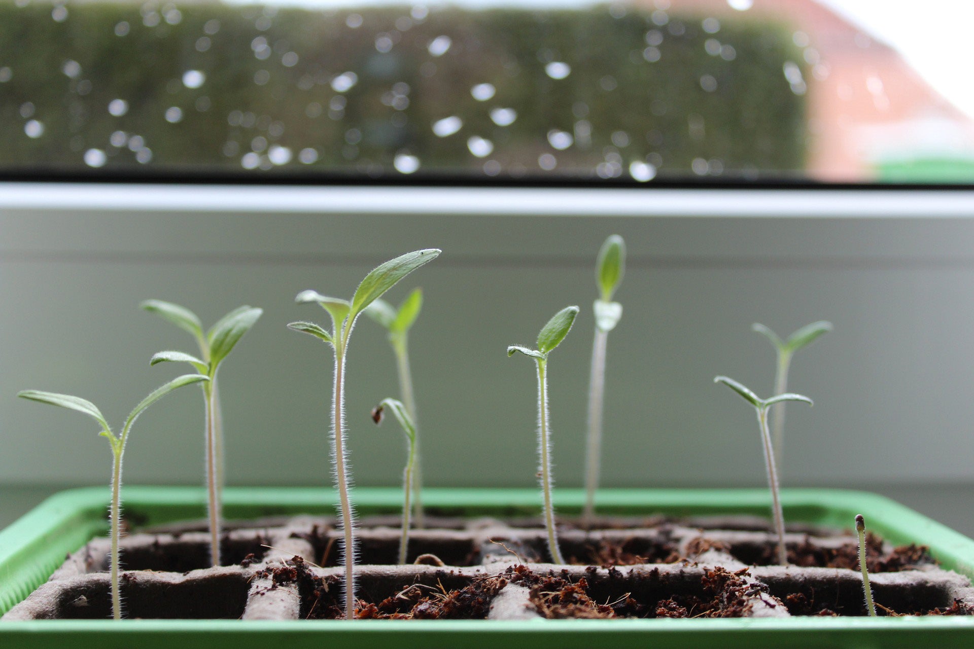 Las hormonas de las plantas