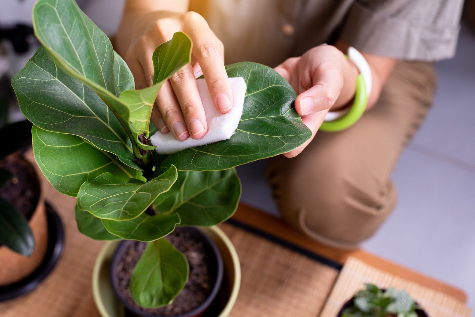 Por qué debes limpiar las hojas de tus plantas
