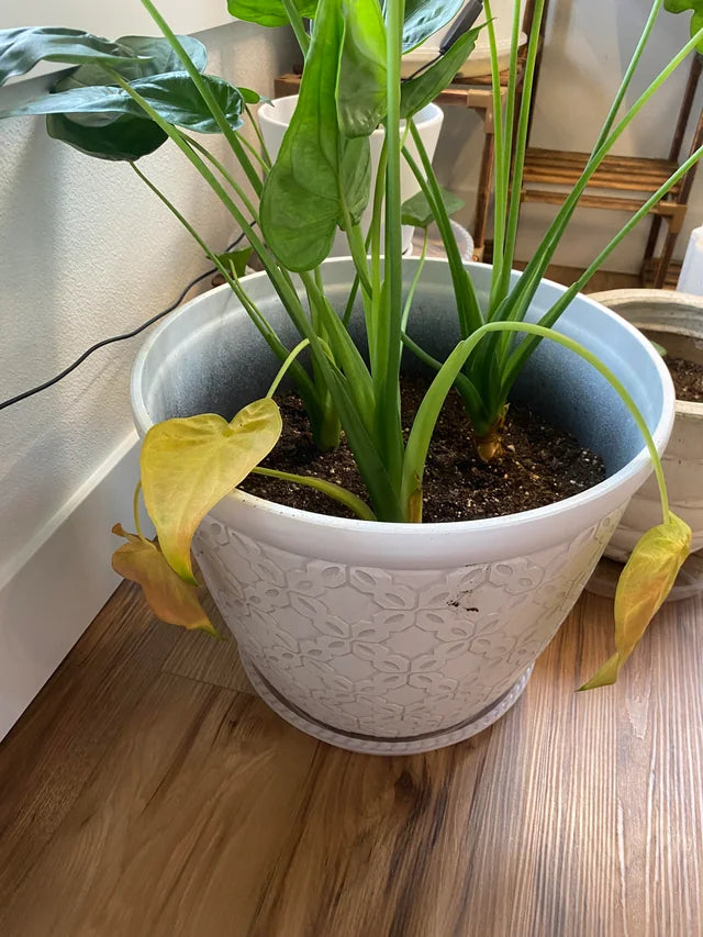 El Misterio que Mata a tus Plantas (y del que Tú Eres Responsable): La Trampa de la Maceta de Cerámica