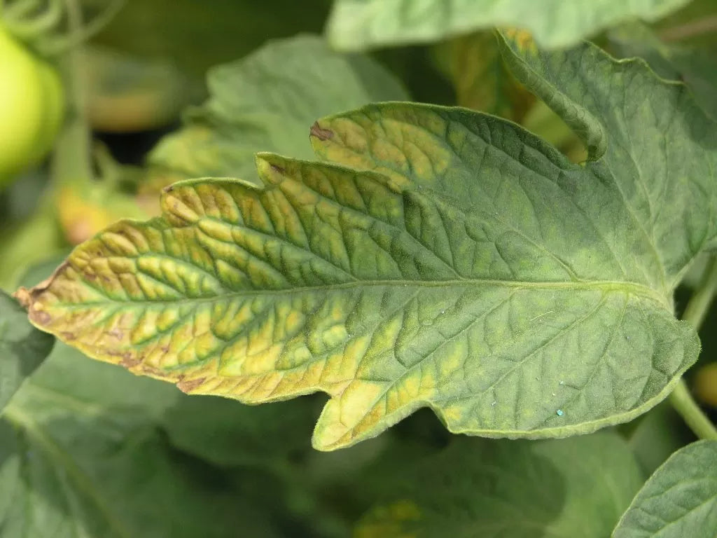 La importancia del magnesio en las plantas