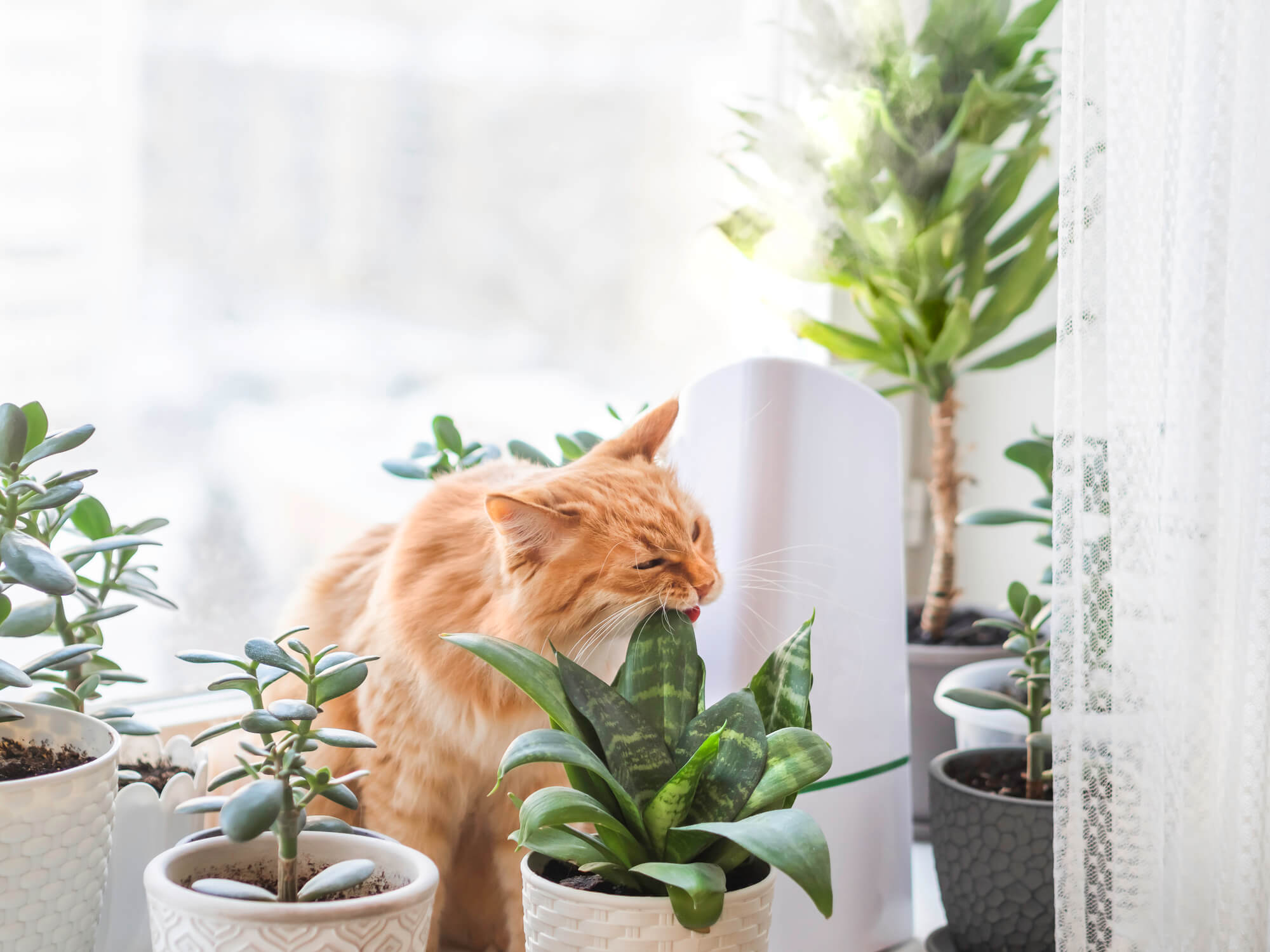 Plantas seguras y tóxicas para perros y gatos: la guía completa
