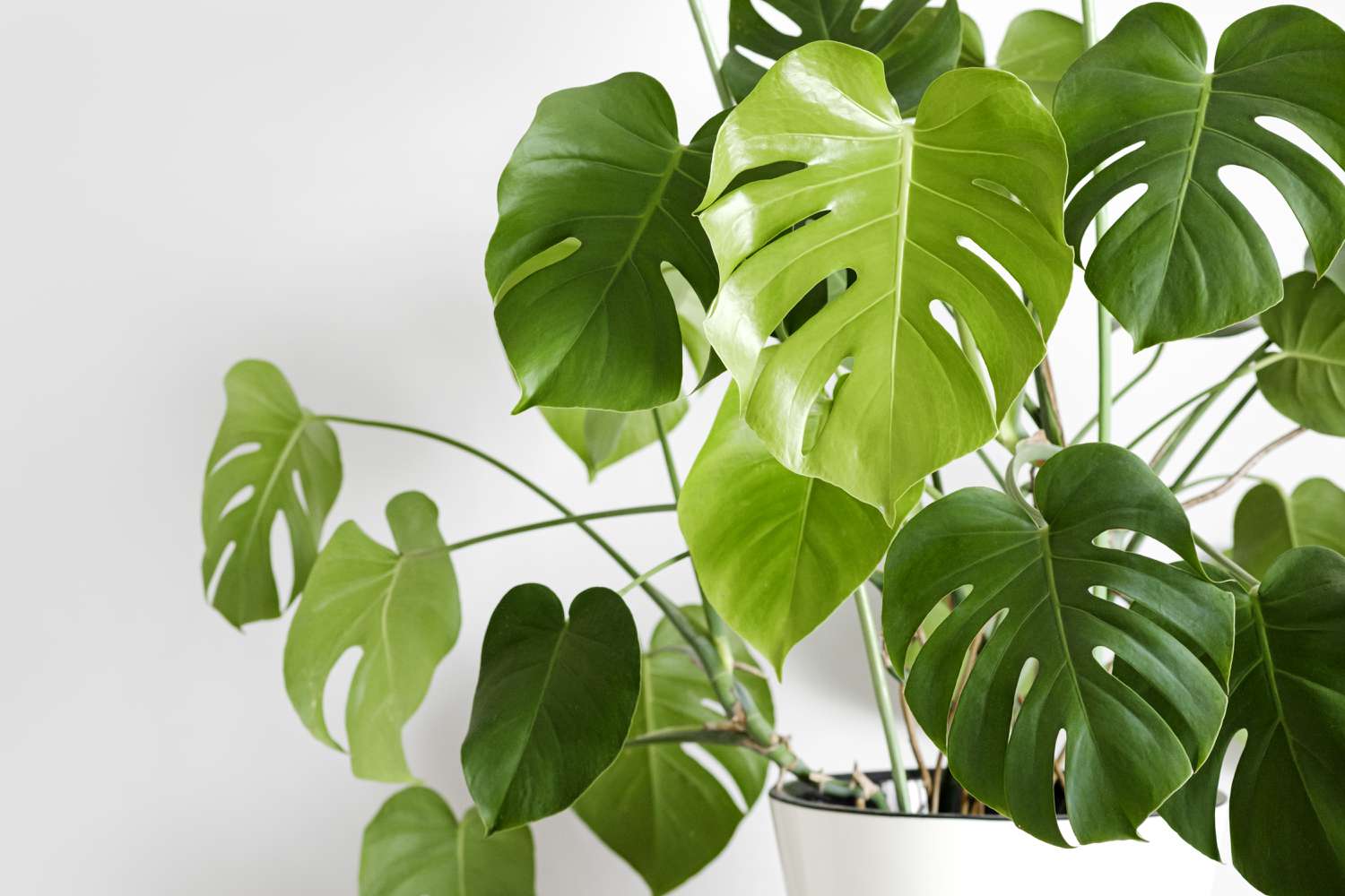 5 Consejos prácticos para combatir plagas