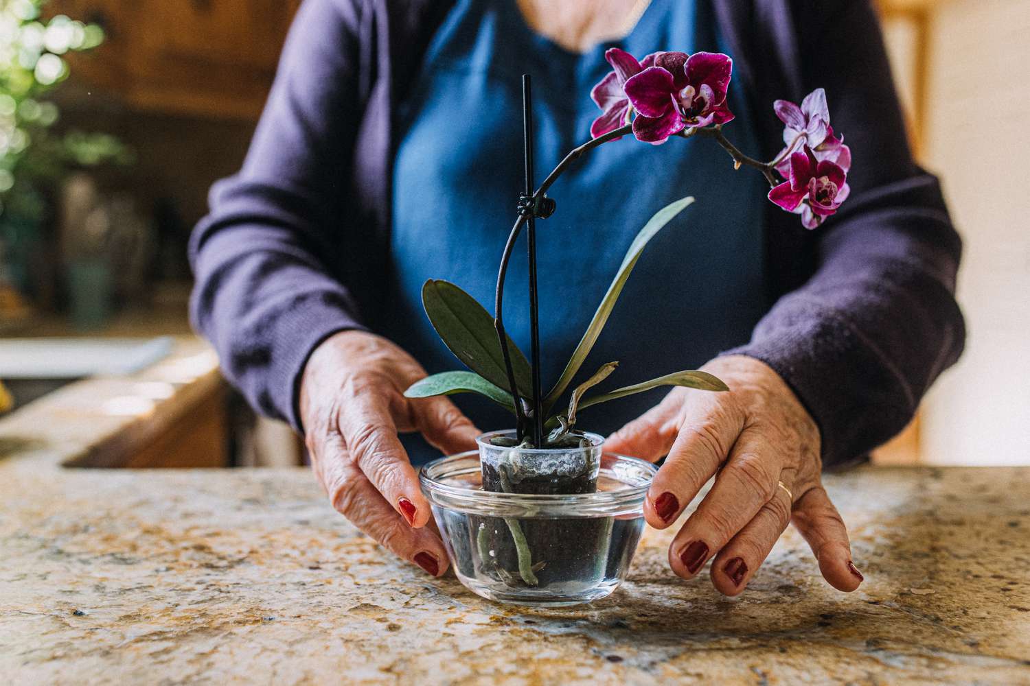 Cómo las Plantas Reducen el Estrés y Conectan con tu Bienestar