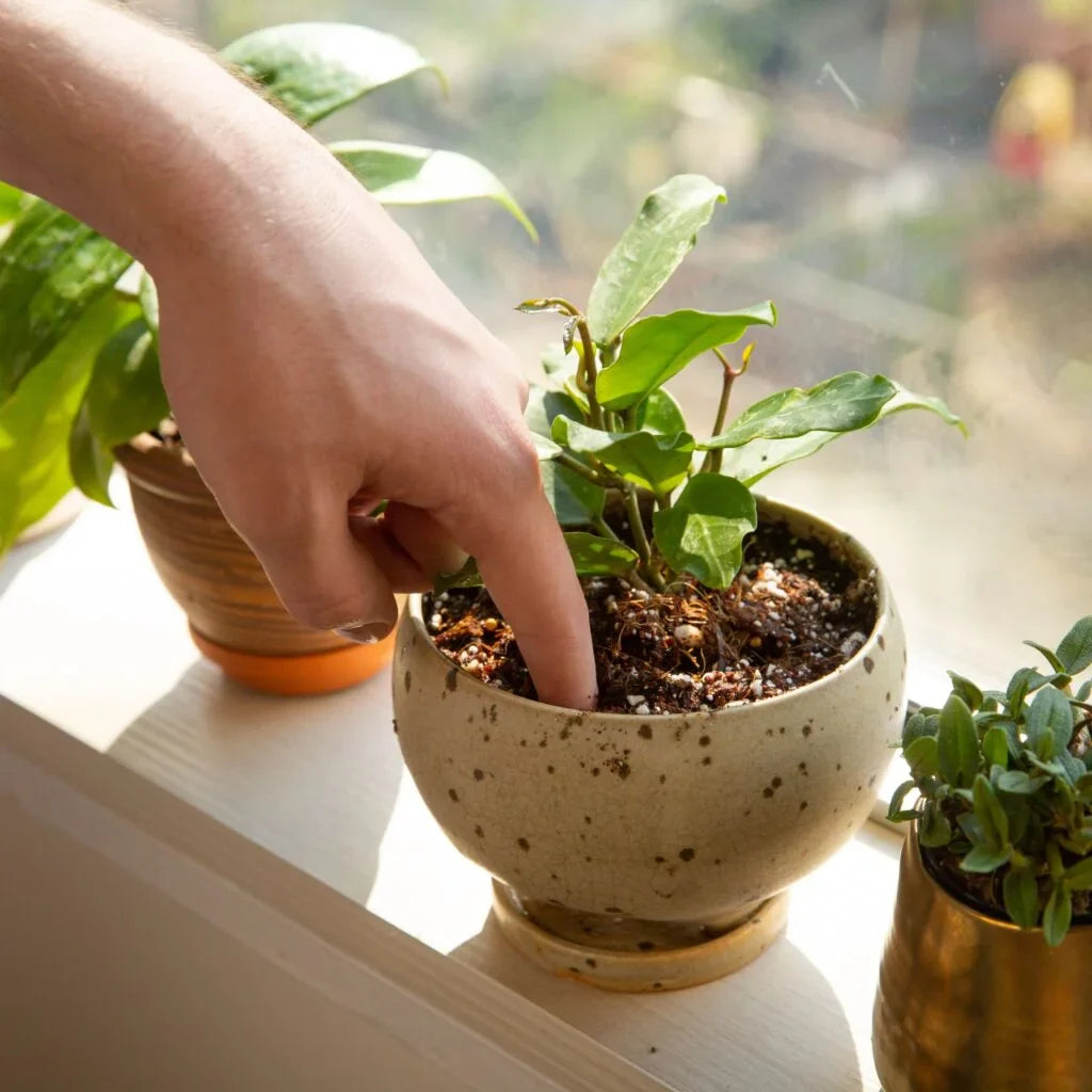 El Error #1 del Otoño: Por qué "achicar" el riego mata a tus plantas (y la regla de los 3 riegos)