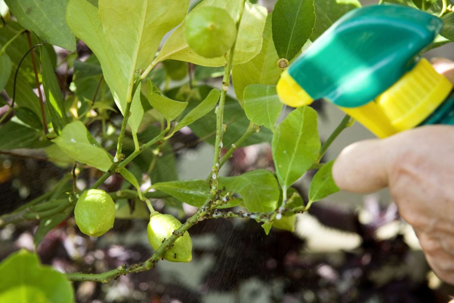 ¿Por qué fallan los Remedios Caseros? La Revolución Bioprotec: Protección desde la "Filósfera" hacia afuera