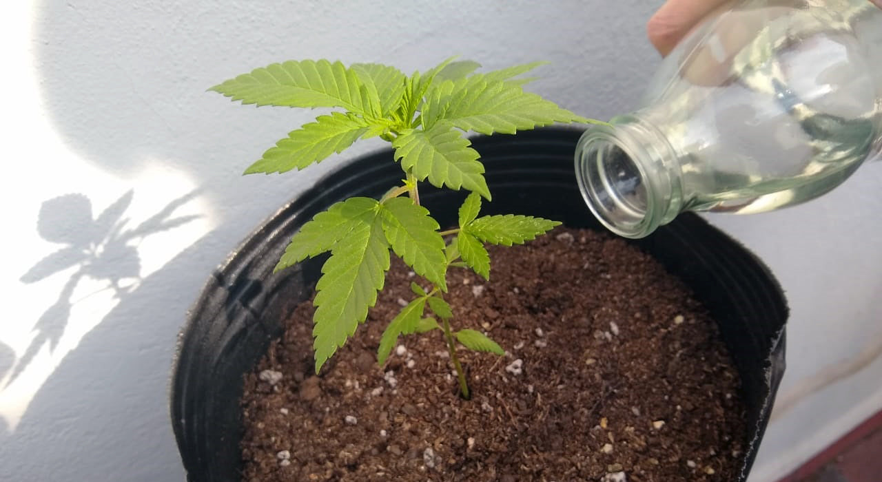 ¿Cada cuánto debo regar mis plantas?