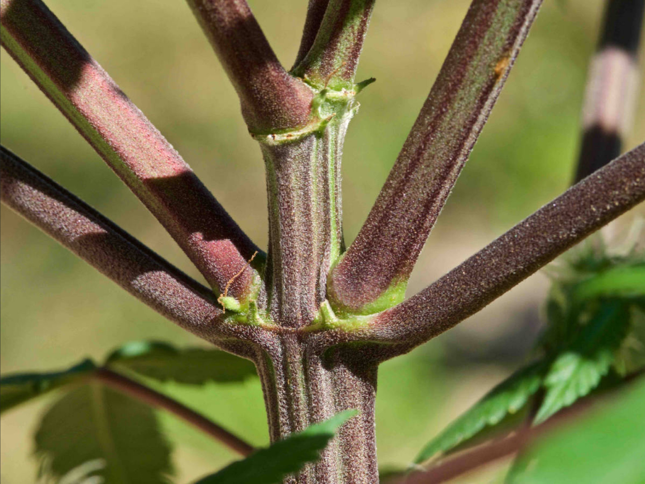 ¿Cómo mejorar los tallos morados de mis plantas?