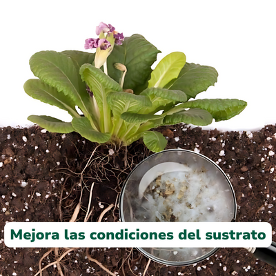 Myco+ de Vitali+ — Características y modo de uso