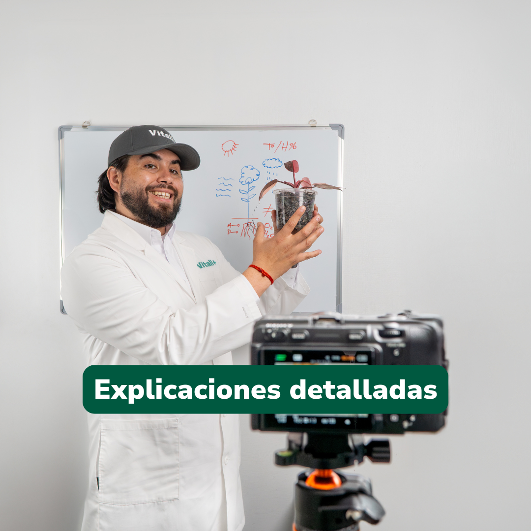 Clínica de plantas (en línea)