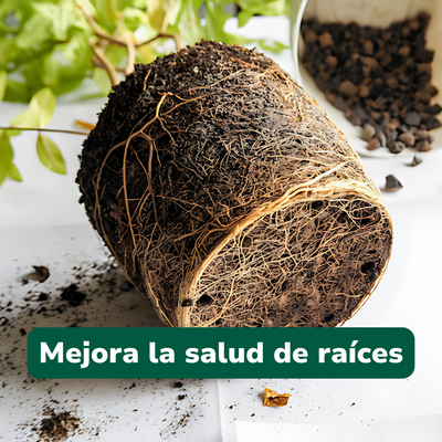 Pack Raíces