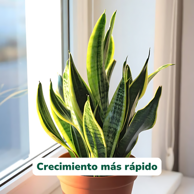 Carbo+ de Vitali+ — Características y modo de uso