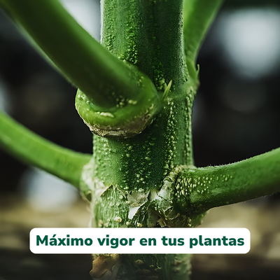 Vitalisil de Vitali+ — Detalle del producto