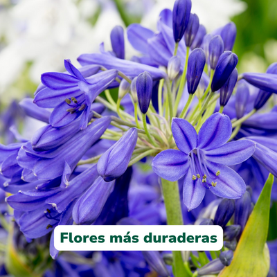 Carbo+ de Vitali+ — Detalle del producto