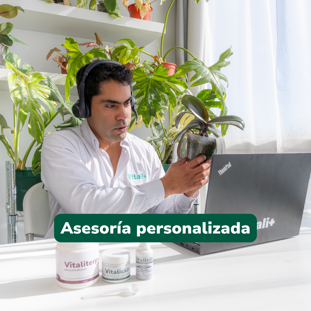 Clínica de plantas (en línea)