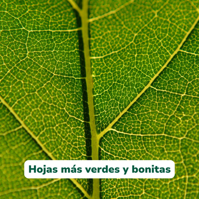 Myco+ de Vitali+ — Detalle del producto