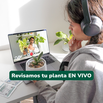 Consulta en línea: Asesoría experta para tus plantas