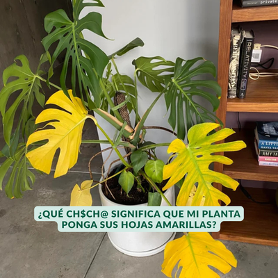 Curso: Manual de Supervivencia