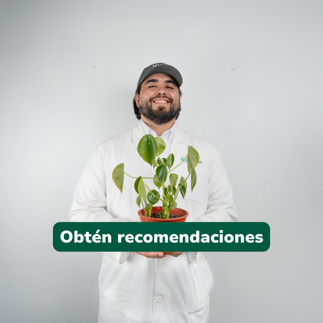 Clínica de plantas (en línea)